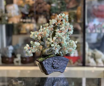 Cây đông linh thân bonsai chậu kiểu nhật mới (Phước) FKC119